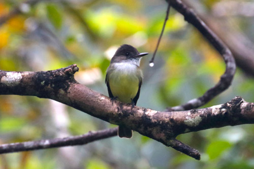 Dusky-capped Flycatcher